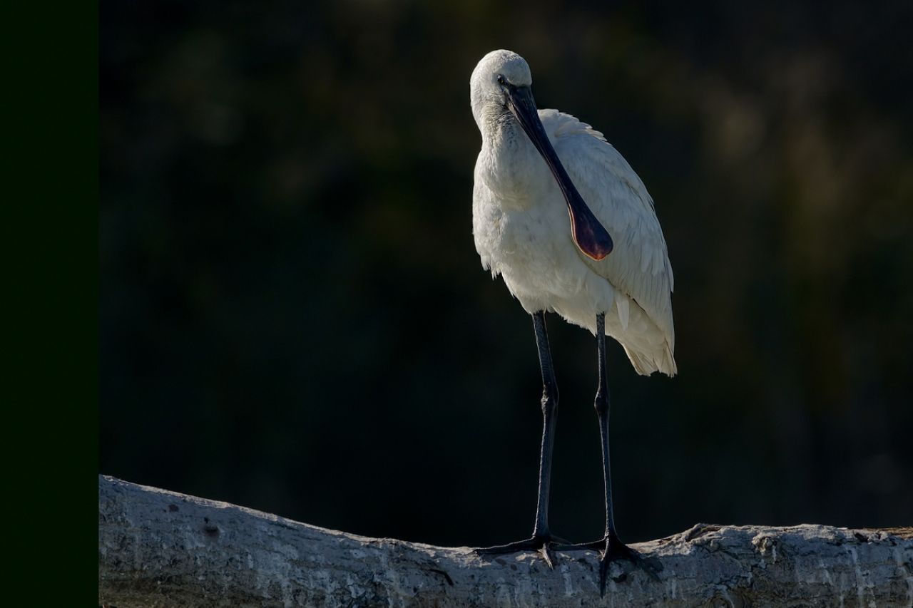 Spatola  (Platalea leucorodia)